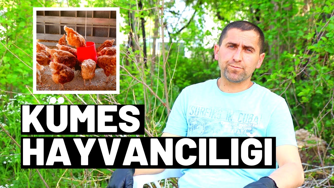 Kümes Hayvancılığı | Üretim | Küçük Bir Girişimcilik Sevdası