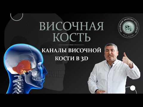 Височная кость. Каналы височной кости в 3D / 3D Anatomy of the skull