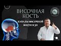 3D-Анатомия черепа. Височная кость. Каналы височной кости. 3D Anatomy of the skull. Temporal bone