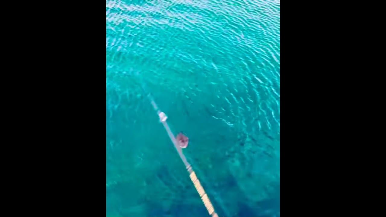 対馬にいくことになるんやが おすすめの釣りってあるか 釣りまとめ速報