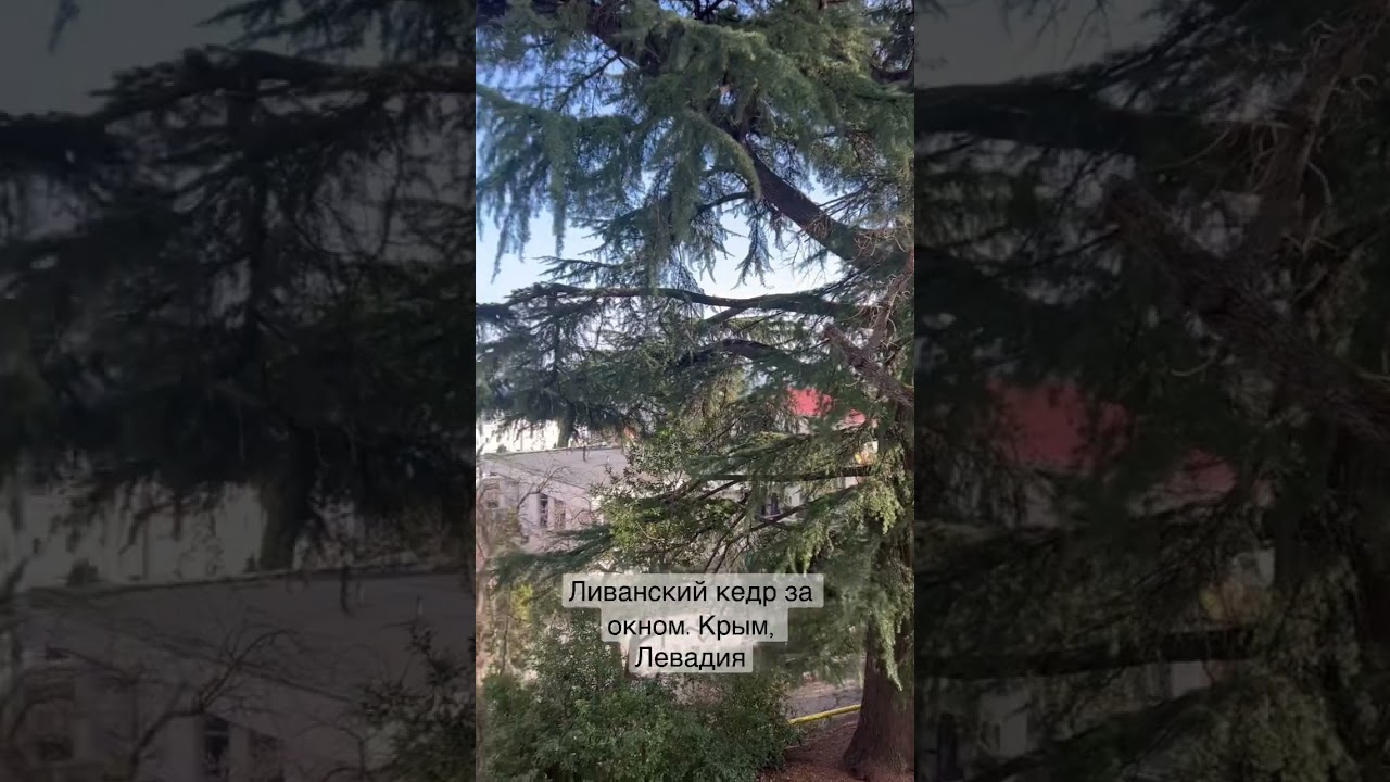 Ливанский кедр за окном.  Крым, Левадия, villa7 