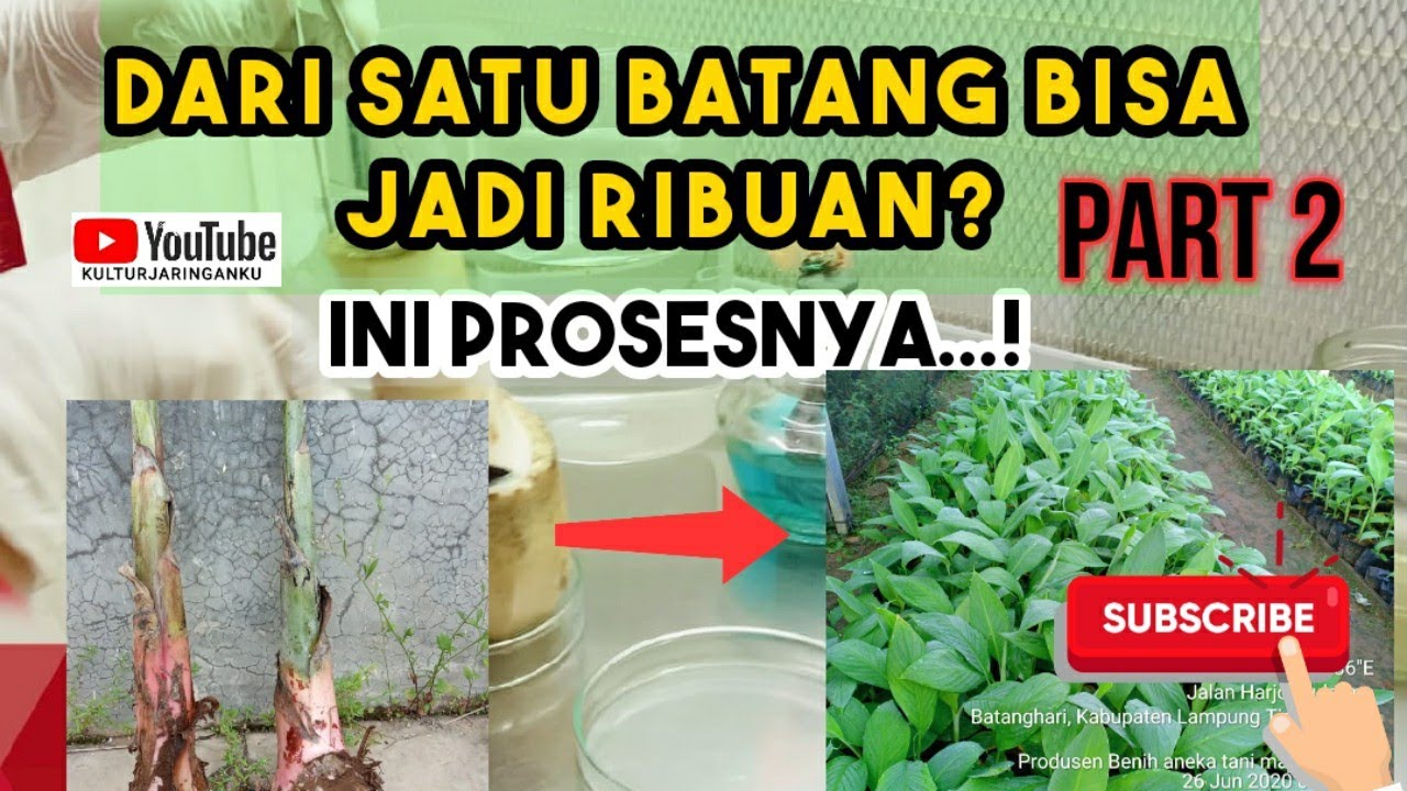 Perbanyakan Pisang Dari Bonggol Melalui Teknik Kultur jaringan [PART 2]