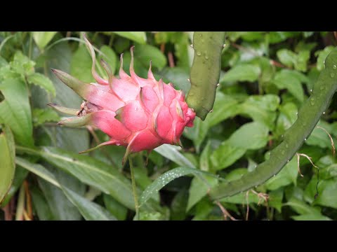 盆栽火龙果，埋了它果实大，甜度高