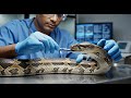 Inside A Real Snake Farm: Venom Extraction, Breeding & Antivenom Manufacturing Process