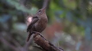 Pacific Wren (Troglodytes pacificus) singing