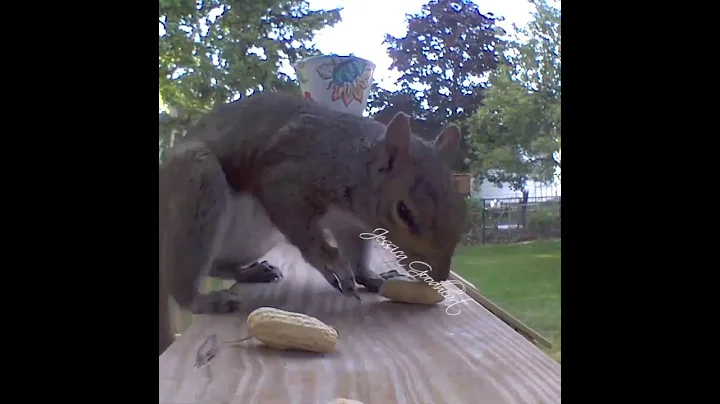 Squirrel Fumbling With His Breakfast