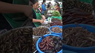 Asian Street Market – Giant Centipedes, Scorpions &amp; Exotic Insects for Sale