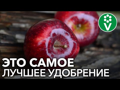 От ЭТОЙ подкормки яблони будут ломиться от урожая! Подкормка яблони дрожжами