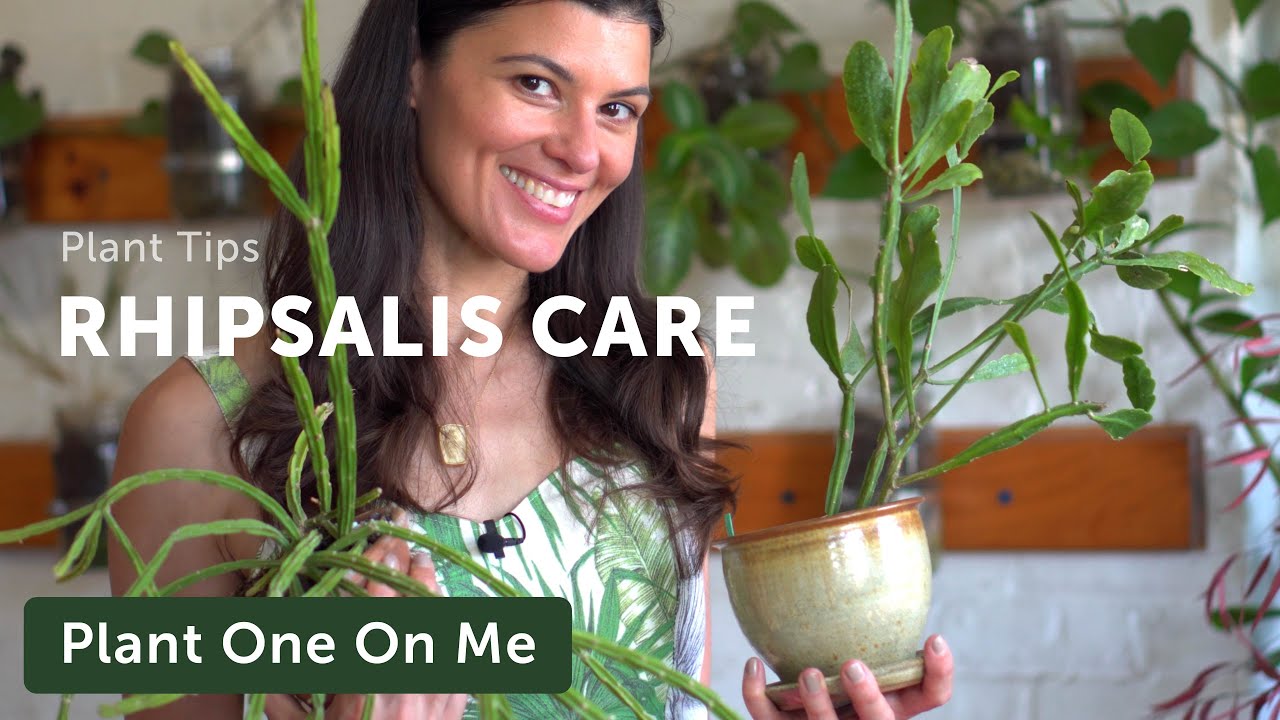 Rhipsalis Care and Propagation — Plant One On Me — Ep 128