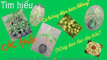 Cóc thái trồng bao lâu cho trái | Cóc thái có trồng chậu được không cùng Thế Giới Cây Giống tìm hiểu