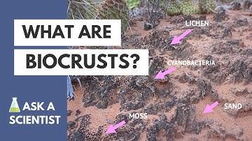 What Are Biocrusts? / ¿Qué son las Costras Biológicas?