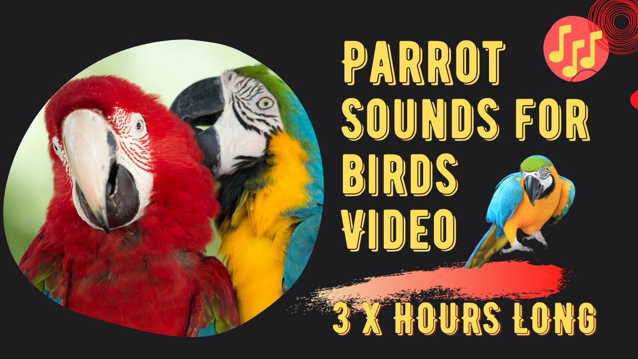 Parrot Sounds For Birds How To Entertain Your Parrot Video 3 Hours