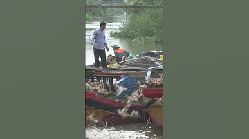 The duck | Đặt biệt hai tàu xuống vịt cùng lúc.Animals #animals #animalsplants #plants #shorts