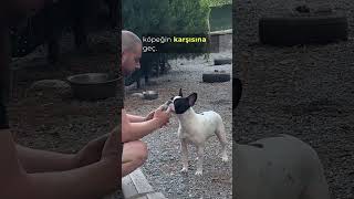 Köpekle Oyun Oynamak | At Bakalım Ne Olacak screenshot 3
