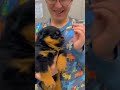 Fierce look,goofy heart—Doberman bloopers 🤣🤣#funny #dog #funnydog