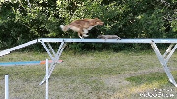 New method Running Contact on the dogwalk