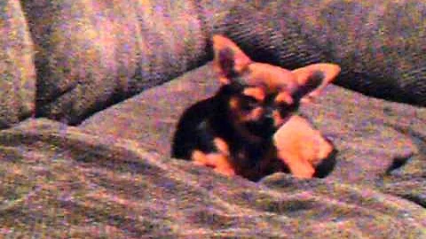 Fido says "Leave me alone, I'm sleeping"