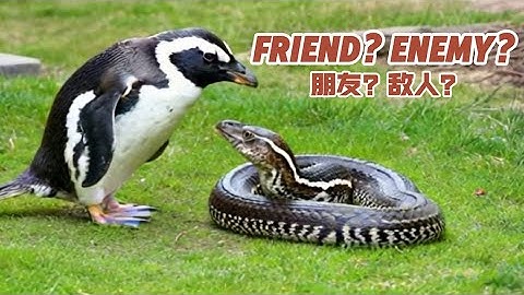 Friend? Enemy?#ai#GPT#sora#openai#story#animal