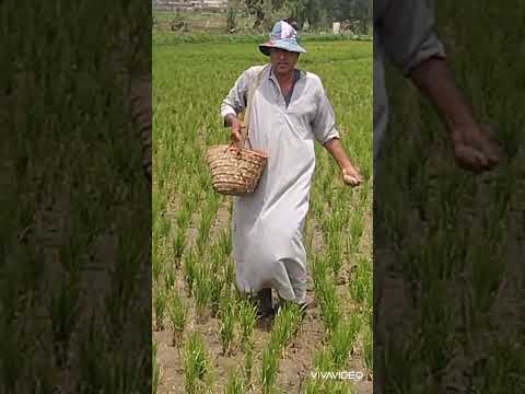 أفضل طرق تسميد الأرض في محصول الأرز وأفضل وقت لتسميد الأرز للحصول على 5طن من فدان الأرز