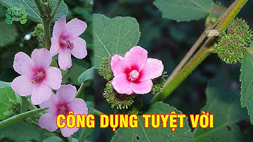 Công Dụng Bất Ngờ Của Ké Hoa Đào | Mẹo Dân Gian