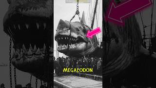 Megalodon Still Alive? SHOCKING Evidence Found Deep Sea 🦈 #Shorts #Megalodon #OceanMystery