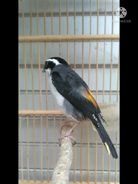 Burung Pentet Unik Warna Cantik