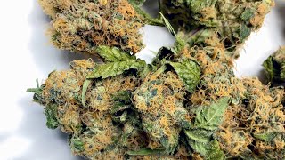 Medical Cannabis Garden Tour - an introduction to the @Zap Extracted-Basement Grown Channel