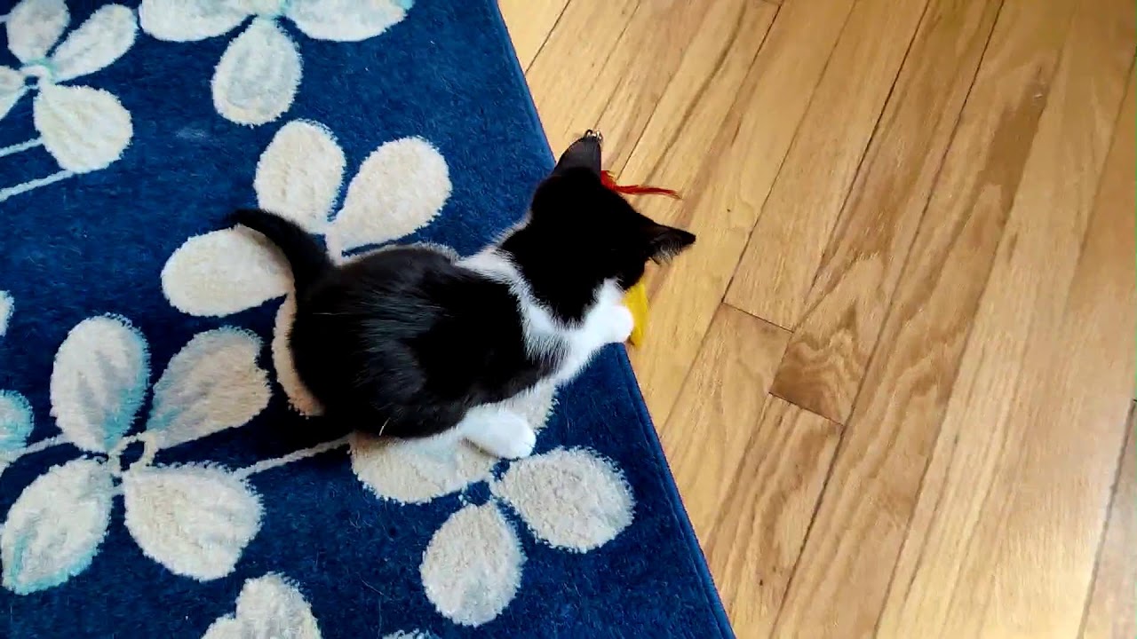 Kitten Closeup 20230417 Cat World News