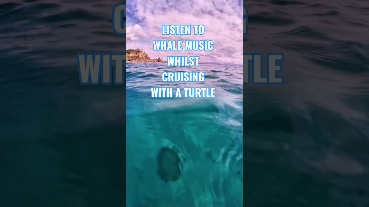 Listen to this Amazing Whale Music whilst cruising with a Turtle