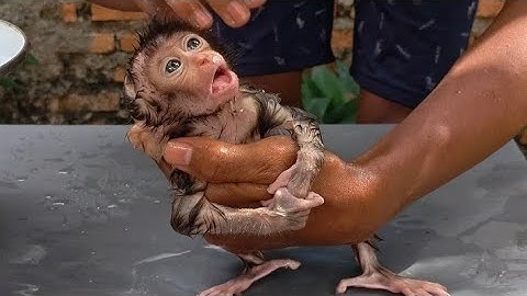 THIS IS WHAT HAPPENED TO RUBY, A BABY MONKEY, WHO WAS JUST EXPOSED TO WATER 
