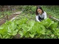 Harvesting Mustard Greens In my Garden &amp; Cooking Mustard Greens Recipe