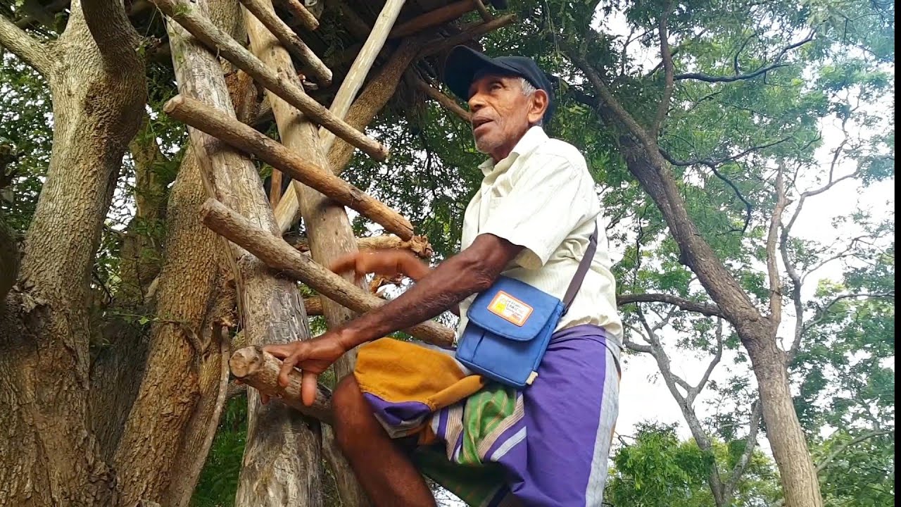 වෙහෙර කෙමට එන අසරණ වෙන අලි🐘🦣🍁🍀🌱🌦️