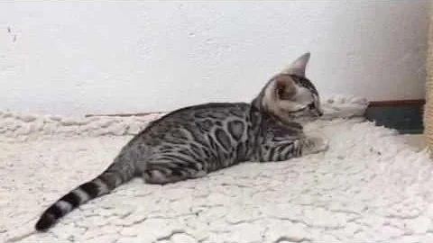 Video 656901: silver spotted bengal kitten