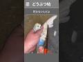 飛ぶために生まれたのに、翼を切られる鳥がいる