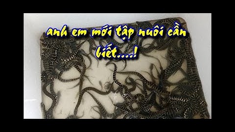 kỹ thuật chăm sóc rắn con cho anh em mới nuôi  !||quang supper tv
