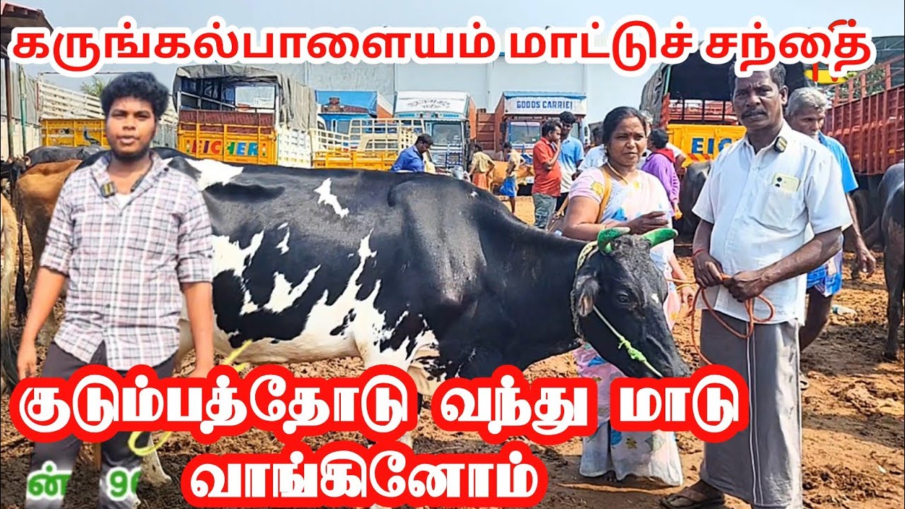 நம்பிக்கையின் பேரில் மணிகண்டன் அவர்களிடம் மாடுகள் வாங்கினோம் #கருங்கல்பாளையம்  #மாட்டுச்சந்தை 