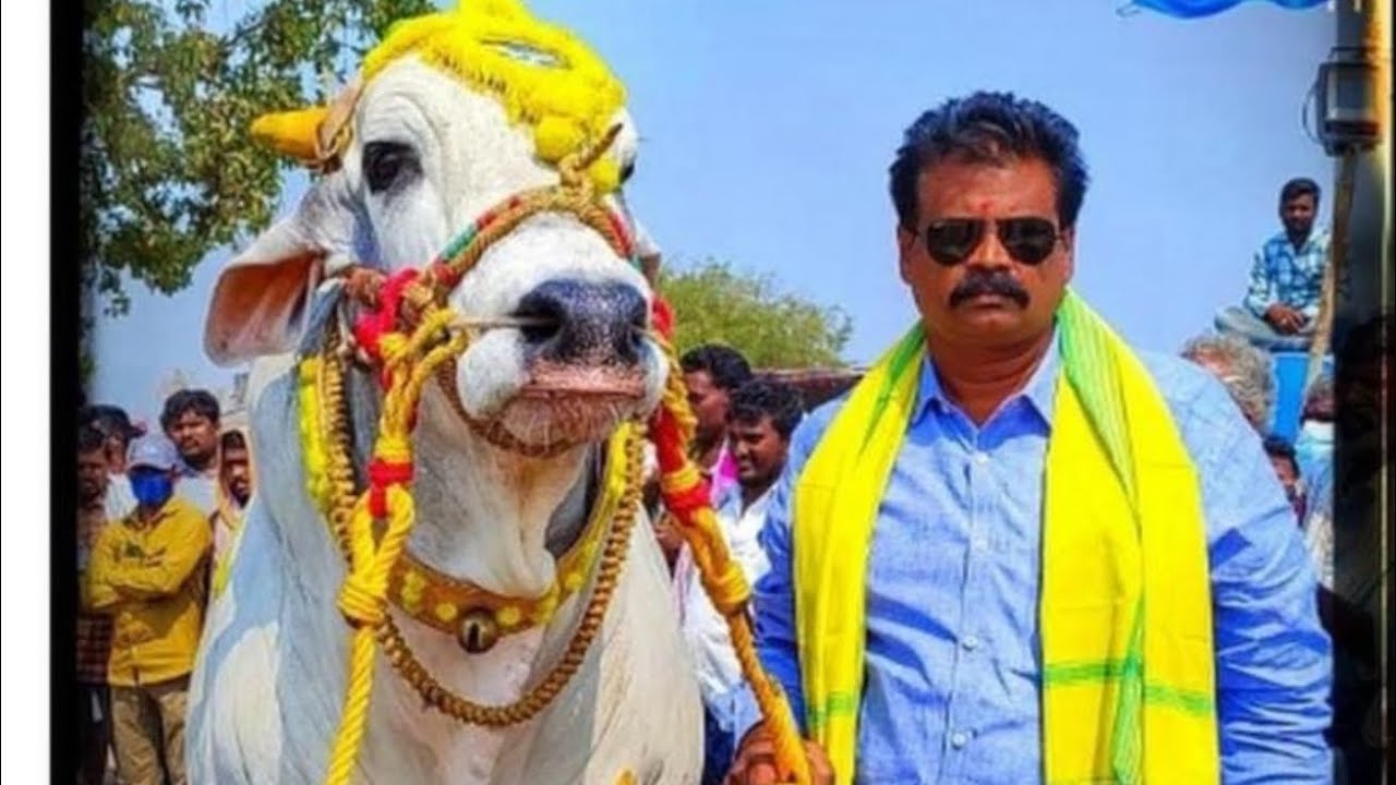 గొట్టిపాటి హనుమంత రావు అన్నoబోట్లవారి పాలెం 2పళ్ళు9వ rk bulls ( పరమేశ్వర - మహేశ్వర)