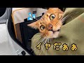【大移動】猫6匹連れて実家へ…ベルの文句が止まりません…