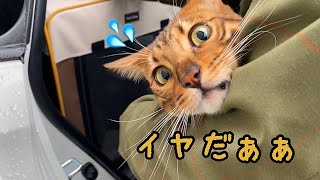 【大移動】猫6匹連れて実家へ…ベルの文句が止まりません…