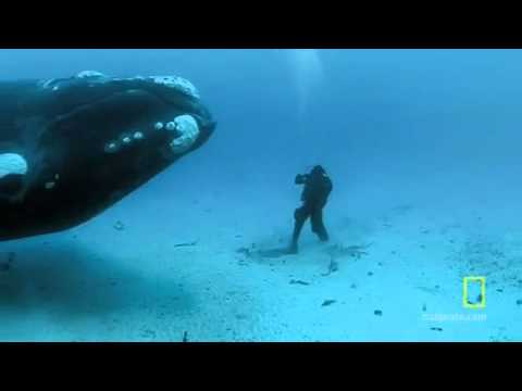 Auge in Auge mit einem Nordkaper.Schützt unsere Wale!!! 