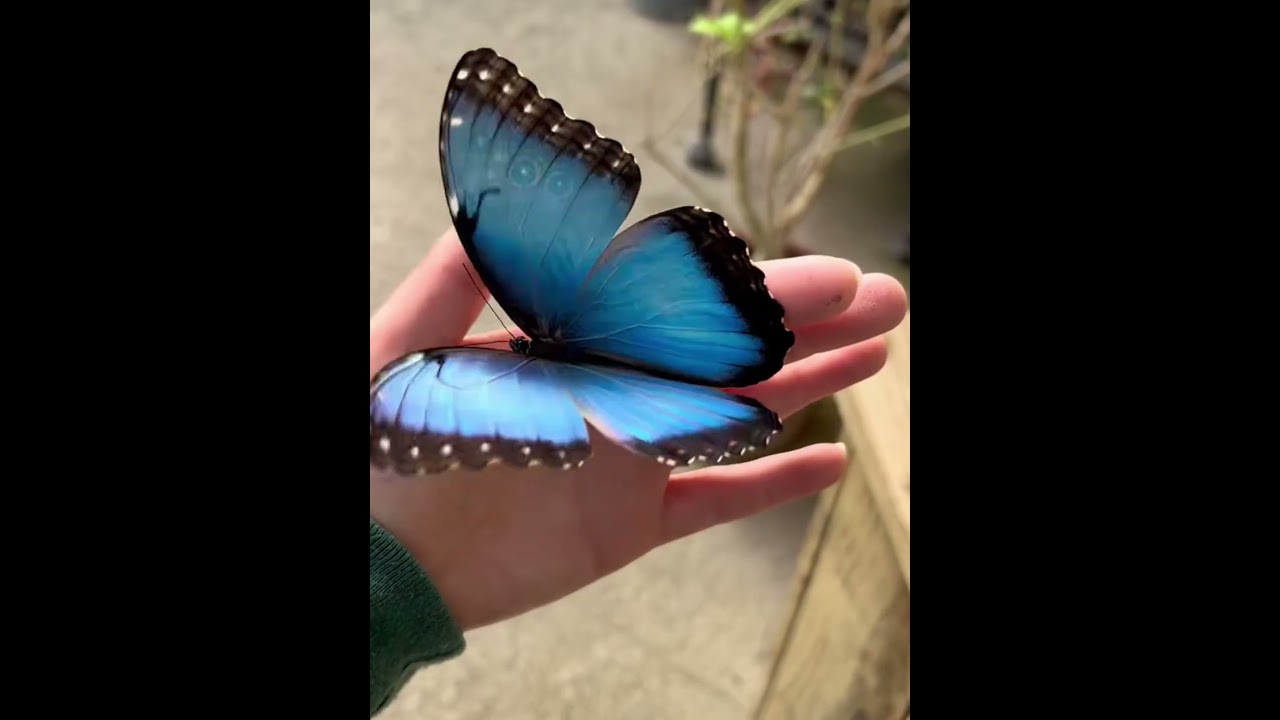 Day 1 to 100: Stickbug, Buttterfly and Crab Transformation