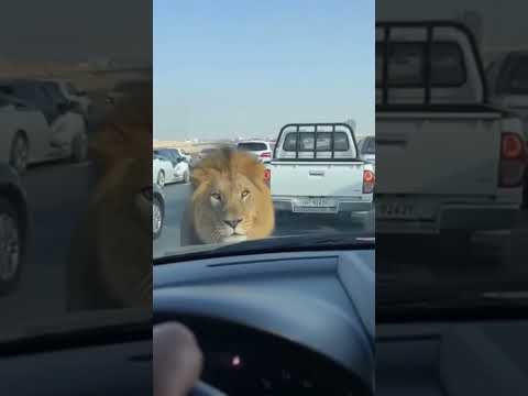 لحظة هروب الأسد من سيارة النقل وسط الزحام كارثة مرعبة