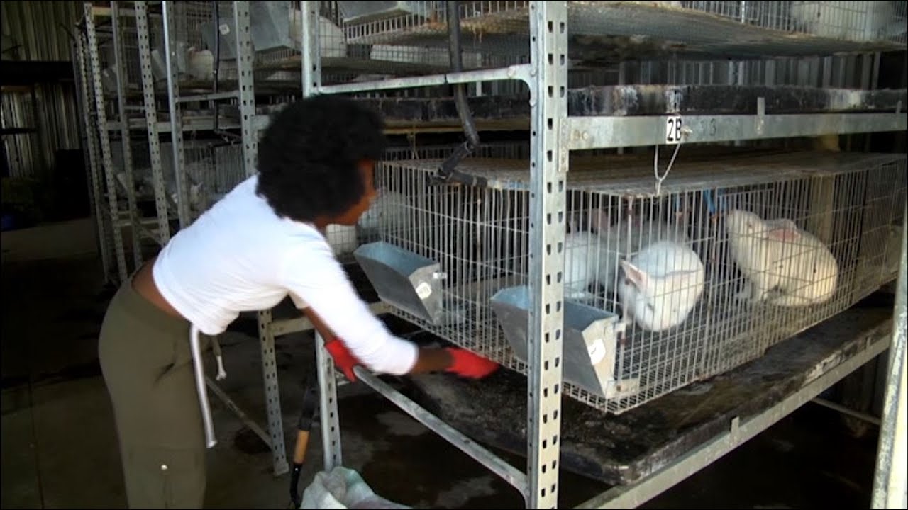 WATCH: The Entrepreneurial SME - Business Opportunities Found In SA's ...