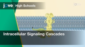 Intracellular Signaling Cascades | Bio | Video Textbooks - Preview