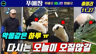 푸바오 근황 💚악몽같은💚하루! 장시간, 심한 푸질머리! 쉬샹과 왕사육사가 담당이었는데 조치할 겨를도 없이ㅠ! 이유가 무엇일까요 ㅠ