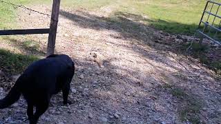 غابات جبال الألب ١    سمعها