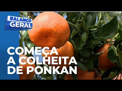 Começa a colheita