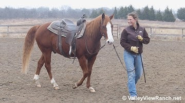 Bayou Pepto***For info, price, etc., go to our website*** ValleyViewRanch.net