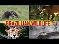 Nature’s Strangest Creatures Lurk in Brazil!