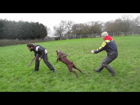KICHE K9 TRAINING: Ares, dobermann male. Muzzle work training.